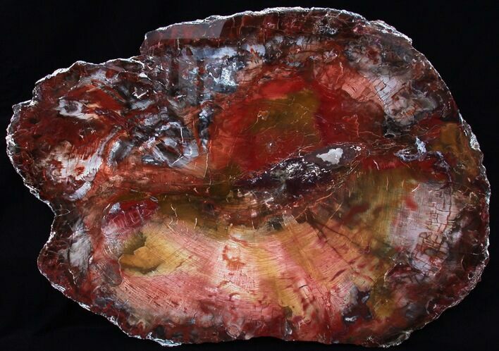 Brilliant Red Petrified Wood Tabletop - x #34950